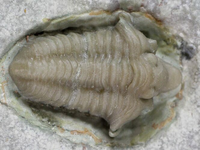 Rare, Snout-Nosed Spathacalymene Trilobite - Indiana #23288